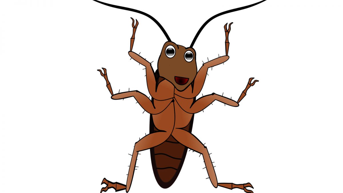Doświadczenia na karaluchach